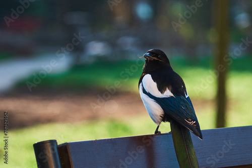 bird, magpie on a bench © Radosaw