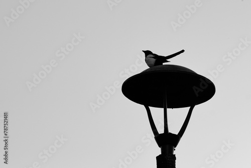 megpie on the lamppost © Radosaw