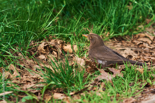 female blackbird in the grass © Radosaw