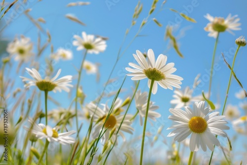Field of White Daisies Under Blue Sky