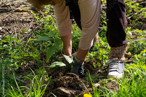 Woman planting a young domestic chestnut tree in a treeless area, concept of reforestation and ecology