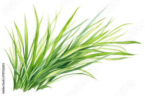 PNG Grass plant green white background. 