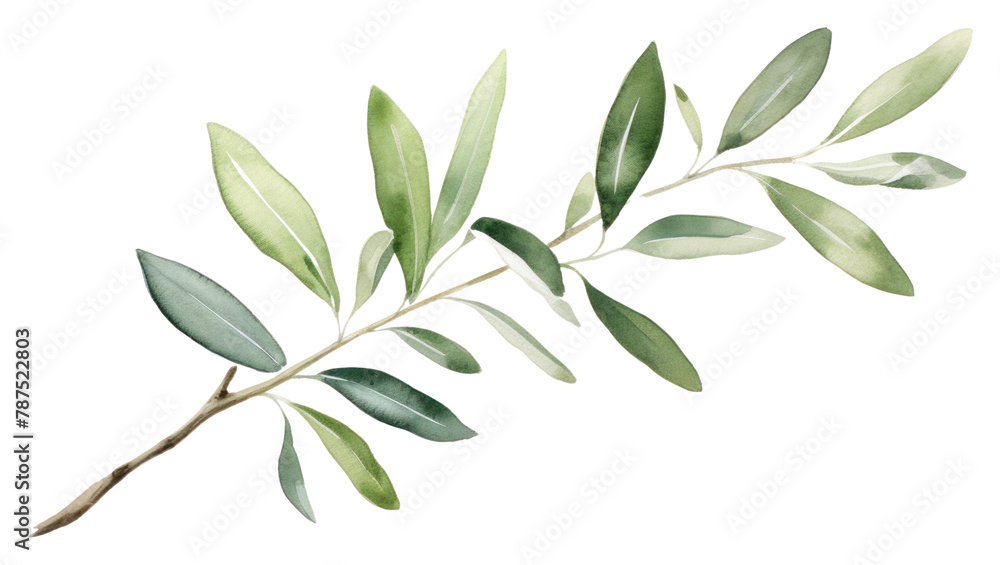 PNG Olive branch plant leaf tree. PNG Olive branch plant leaf tree.
