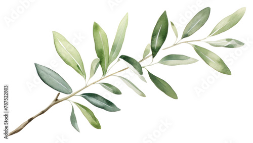 PNG Olive branch plant leaf tree. © Rawpixel.com