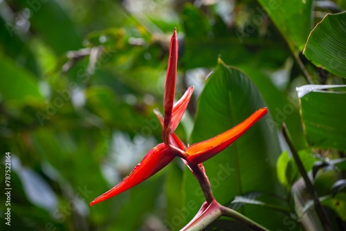 Flower of a Heliconia monteverdensis in a rainforest