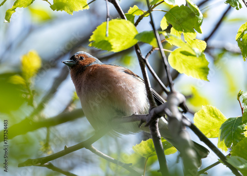 Chaffinch (Fringilla coelebs) - Widespread across Europe, Asia, and North Africa
