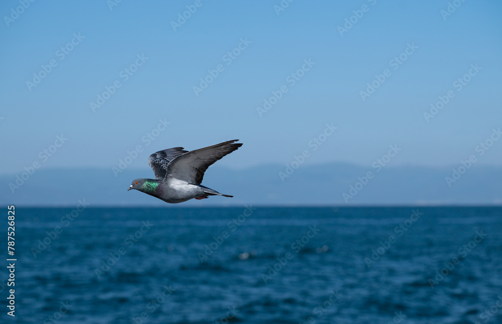 Dove flying in the sky, blue sky background. Dove flying in the sky, blue sky background.