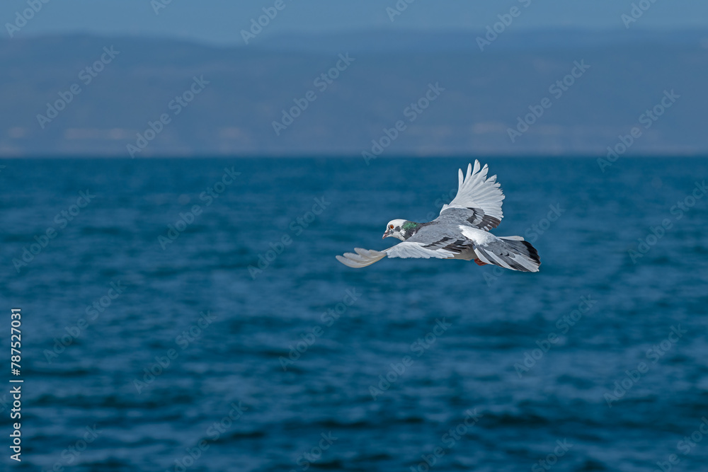 Fototapeta premium White coloured dove flying in the sky, blue sky background.