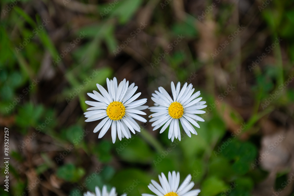 Daisies blooming in the countryside in spring. Daisies blooming in the countryside in spring.