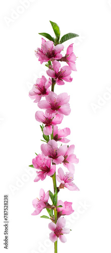 Peach flowers isolated on white background. Nectarine branch with pink flowers.