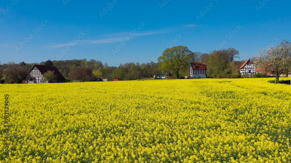 Aerial drone view of yellow rapeseed fields in German countryside