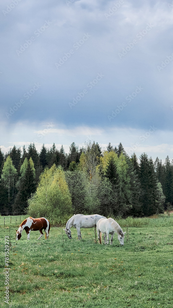 Thoroughbred horses grazing in field next to forest. Beautiful rural landscape. Vertical photo. High quality photo Thoroughbred horses grazing in field next to forest. Beautiful rural landscape. Vertical photo. High quality photo