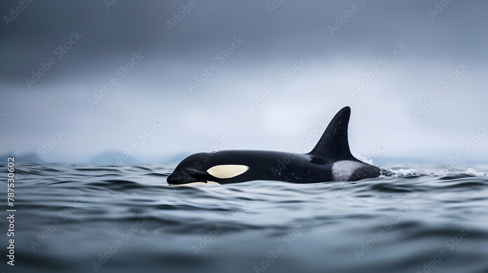 Fototapeta premium Killer Whale Close Up In The Ocean (Generative AI)