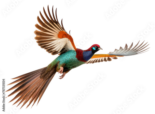 PNG Ringneck Pheasant pheasant flying animal photo
