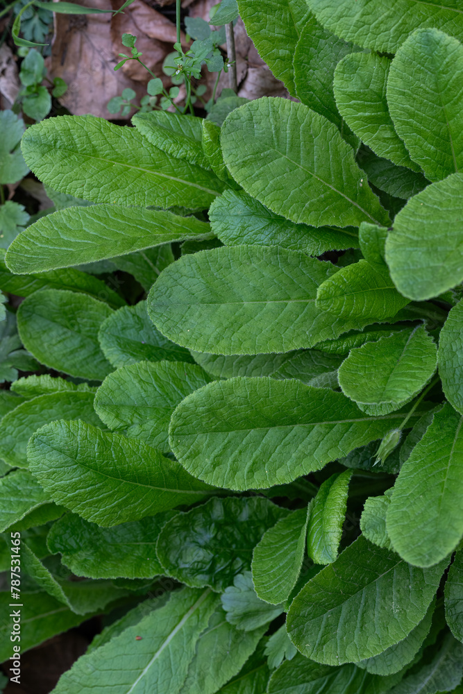 White primrose petals in nature.