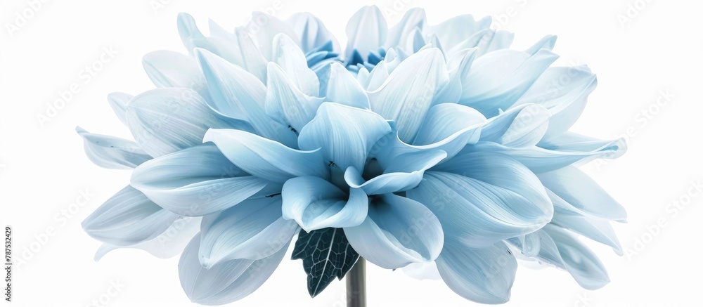 Dahlia flower with a light blue color on a white backdrop, isolated and highlighted with a clipping path. Showing a close-up of the large, fluffy bloom, suitable for design purposes. Dahlia flower with a light blue color on a white backdrop, isolated and highlighted with a clipping path. Showing a close-up of the large, fluffy bloom, suitable for design purposes.