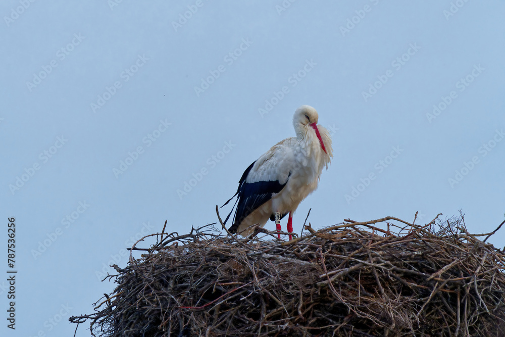 Fototapeta premium cigogne dans son nids de branche passant l’hiver dans le sud de la France à côté des flamand rose