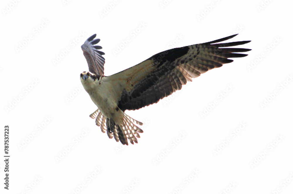 Obraz premium osprey in mid-flight facing camera