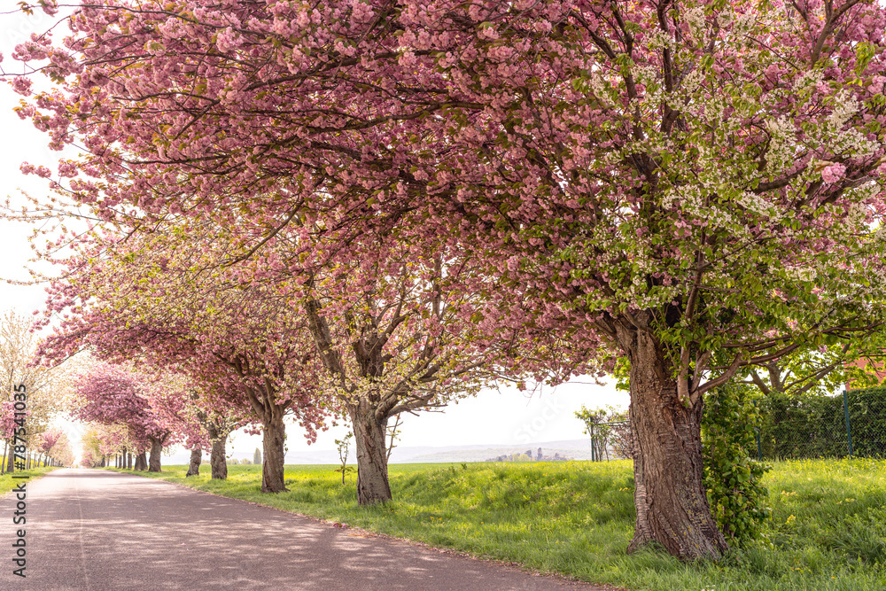 Naklejka premium Sagenhafte Kirschblüten im Harz