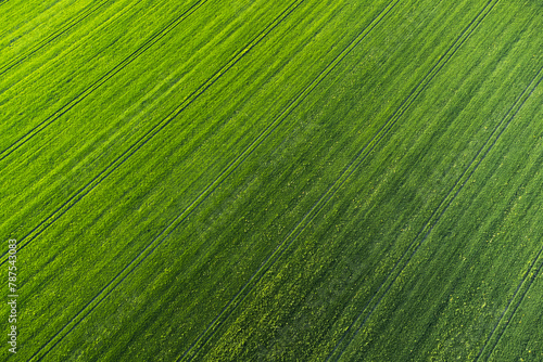 Luftaufnahme grünes Getreidefeld. Acker aus der Luft