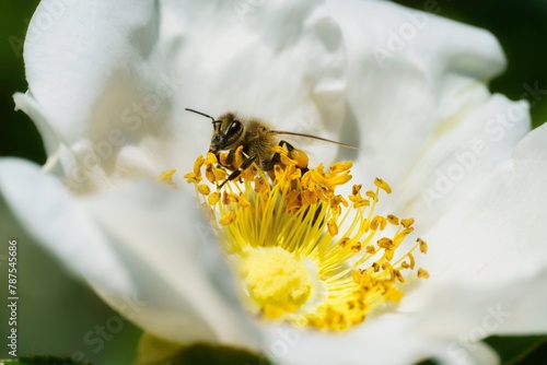 Bee feeding among a flower.  Close up.