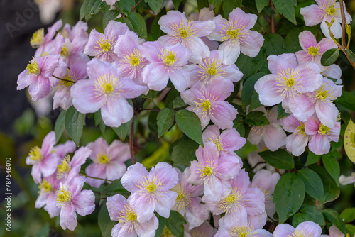 Selective focus of white pink flowers in the garden, Anemone clematis climbing on the brick wall, Clematis montana is a flowering plant in the buttercup family Ranunculaceae, Nature floral background. photo