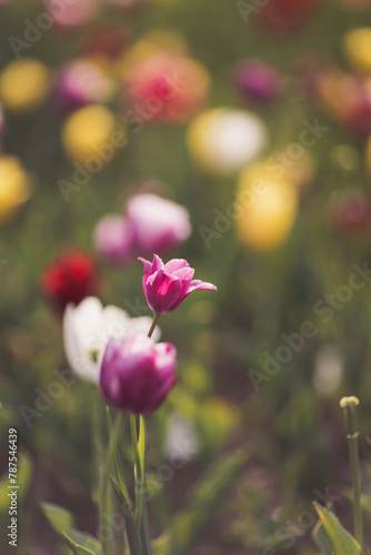 Amazing tulip flowers blooming in a tulip field, against the background of blurry tulip flowers