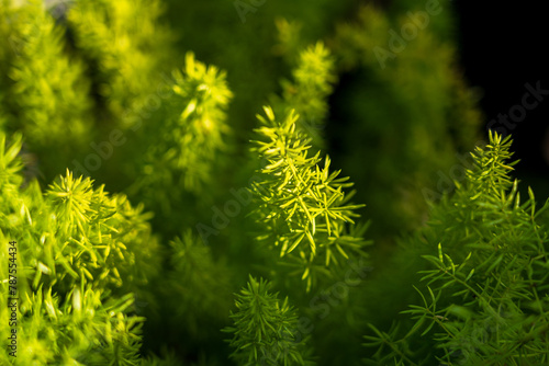 Green beautiful pine needles in spring