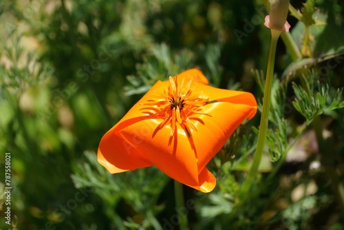 Unfolding Poppy flower