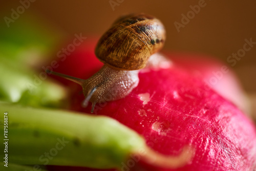 fresh radish on table close up
