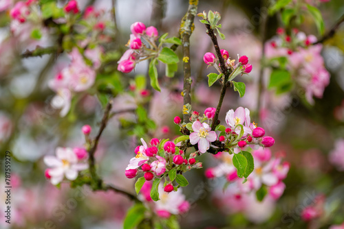 Baum im Frühjahr mit Rosa Blüten © Harald Schindler