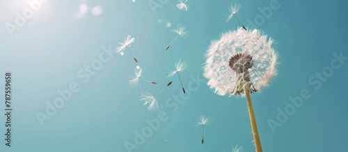 Dandelion seeds drifting in the breeze under a cloudless blue sky with room for text