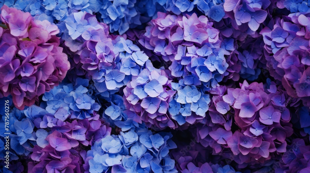 Selective focus on beautiful bush of blooming blue, purple Hydrangea or Hortensia flowers (Hydrangea macrophylla) and green leaves under the sunlight in summer. Natural background. Selective focus on beautiful bush of blooming blue, purple Hydrangea or Hortensia flowers (Hydrangea macrophylla) and green leaves under the sunlight in summer. Natural background.
