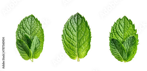 set of green mint leaves isolated on white background