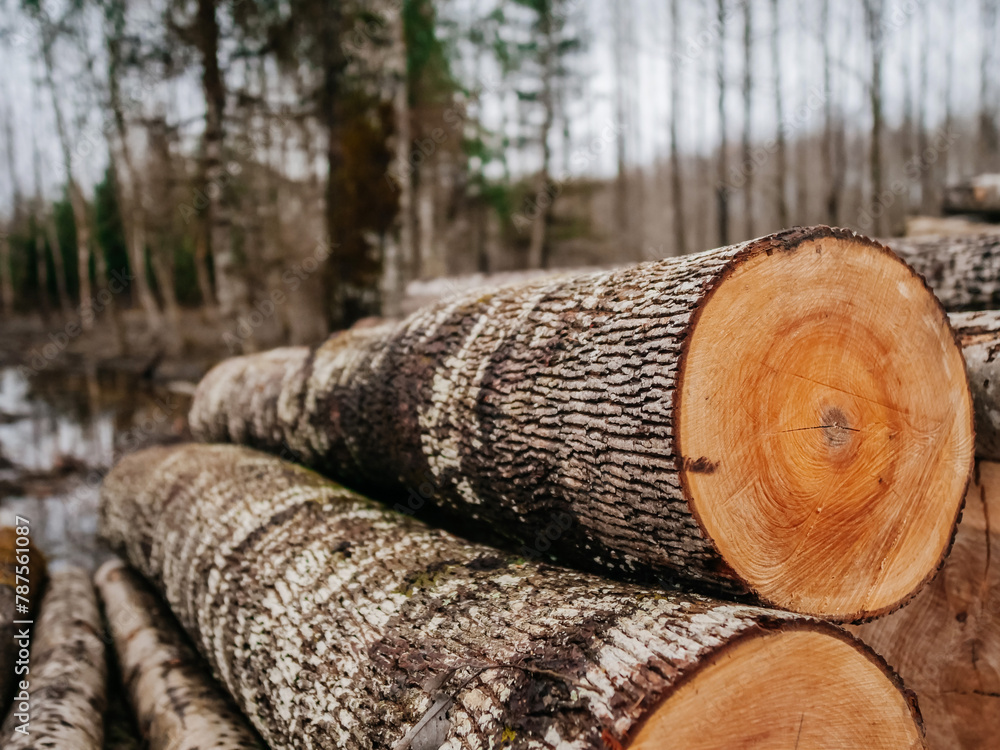 Thin and thick size logs in focus, forest out of focus in the background. Winter season with snow on the ground. Low quality wood material ready for transportation. Thin and thick size logs in focus, forest out of focus in the background. Winter season with snow on the ground. Low quality wood material ready for transportation.