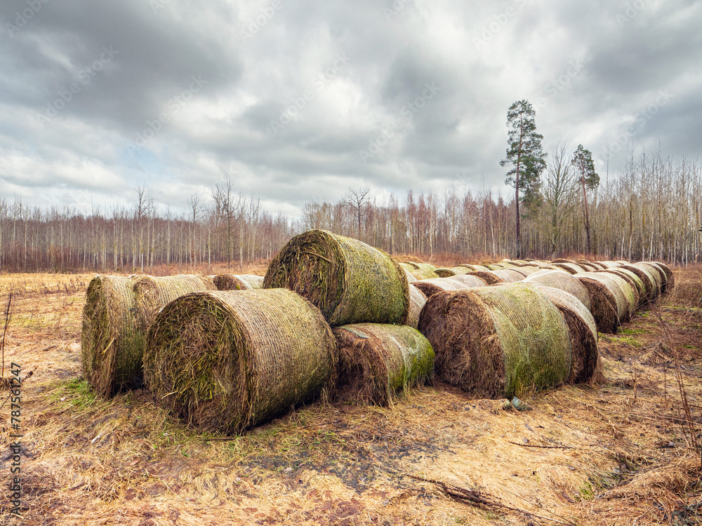 Stockpile of round hay bale by a forest. Agriculture industry. Farming business.