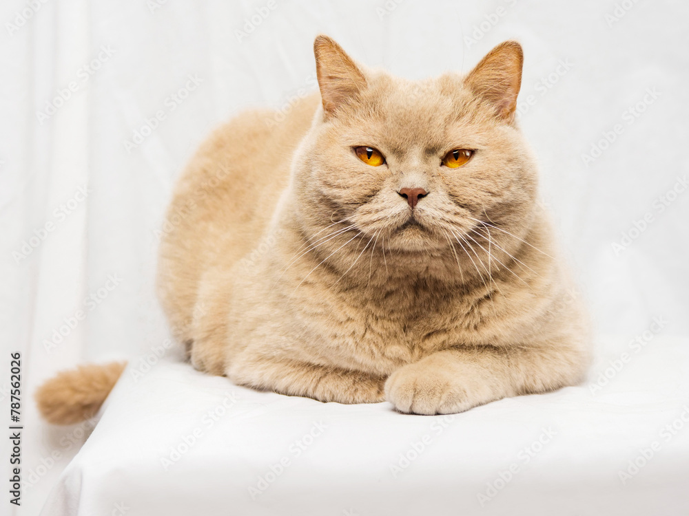 Tough looking British short hair cat on light background. Studio shot. Selective focus. Hard look in animal eyes.