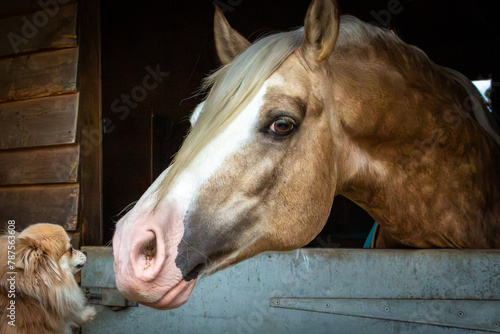 Section D Welsh cob palomino pony in the stable playing with a small dog, Image shows a stallion horse peering over his door to play with a small fluffy dog which is trying to lick his nose photo