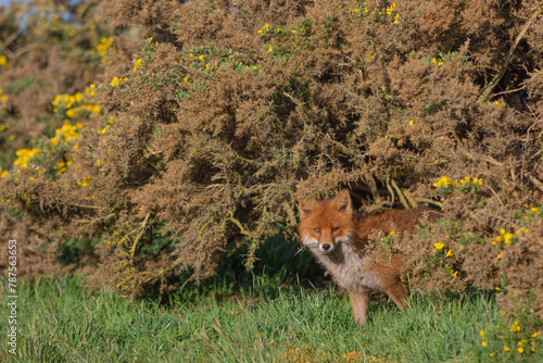 Red Fox or Vulpes vulpes close-up, Image shows the lone fox on the edge of a park on the outskirts of London