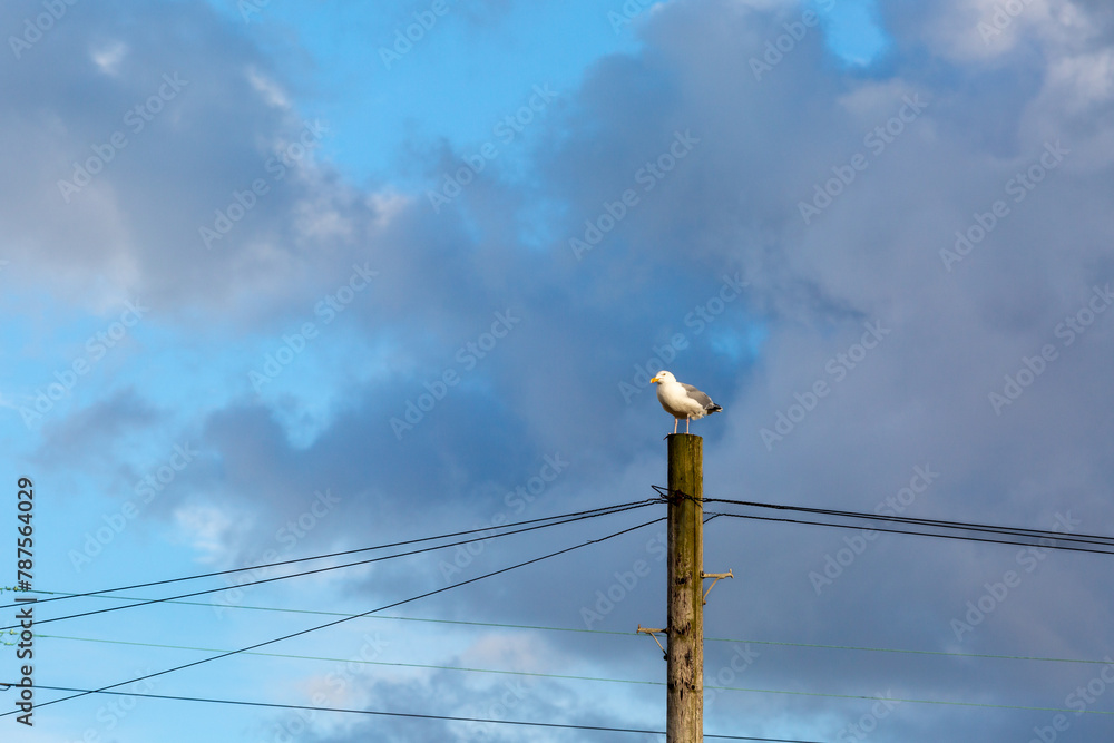 Seagull on a telegraph pole along the East Sussex coast on a blue sky day with mild clouds at sunset Seagull on a telegraph pole along the East Sussex coast on a blue sky day with mild clouds at sunset