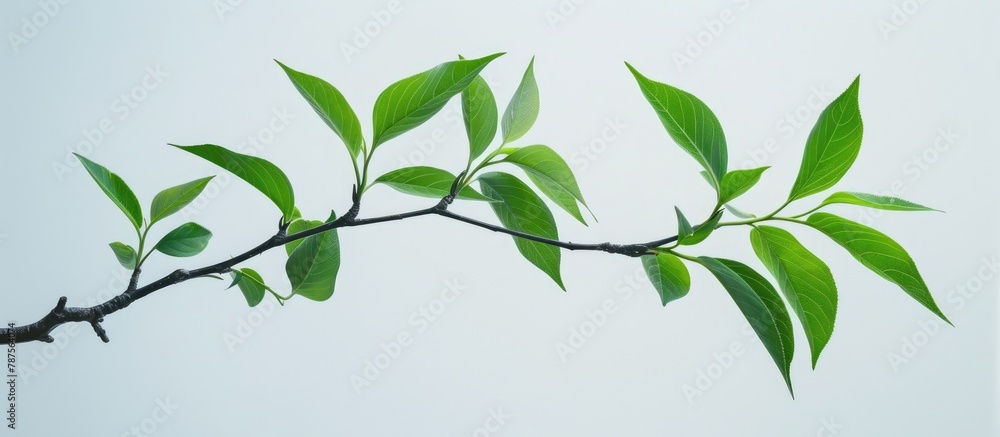 Green leaves on a tree branch, standing alone against a white backdrop. Green leaves on a tree branch, standing alone against a white backdrop.