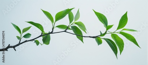 Green leaves on a tree branch, standing alone against a white backdrop.