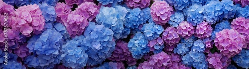 Selective focus on beautiful bush of blooming blue, purple Hydrangea or Hortensia flowers (Hydrangea macrophylla) and green leaves under the sunlight in summer. Natural background. © May
