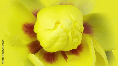 macro video time lapse of a beautiful yellow peony blooming on a white background, macro photography, movement of petals and stamens photo