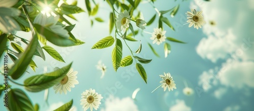 Green leaves adorn a daisy wheel against a sky backdrop.