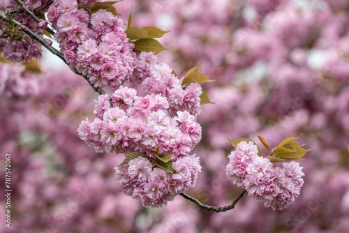 Japanese flowering cherry (Prunus serrulata Kanzan), Emsland, Lower Saxony, Germany, Europe photo