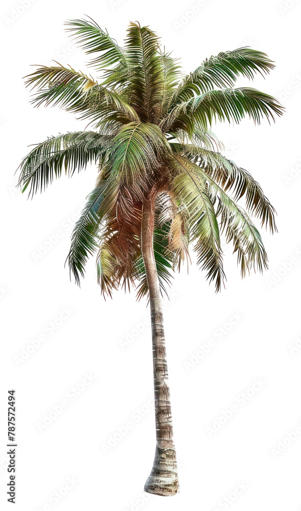 Obraz premium PNG Coconut palm tree coconut plant coconut palm tree.