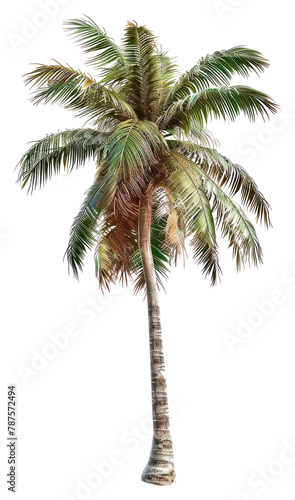PNG Coconut palm tree coconut plant coconut palm tree.
