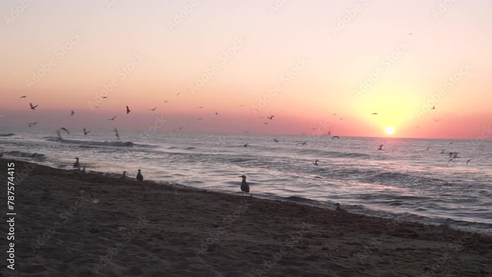 A flock of seagulls, birds, flies over the sea, catches fish. Beautiful, pink, dawn, on a sandy, deserted beach, waves. On the horizon the sun, silhouettes of corbals, boats A flock of seagulls, birds, flies over the sea, catches fish. Beautiful, pink, dawn, on a sandy, deserted beach, waves. On the horizon the sun, silhouettes of corbals, boats