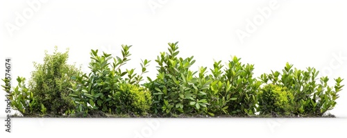 A bush's transformation from a small plant to a dense, leafy shrub, each growth phase marked by a forest green arrow, against a clean, isolated background perfect for text photo